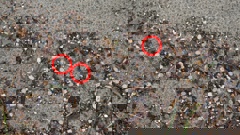 The "urgent" beach clean-up will take place tomorrow from 9.30am at Waihī Beach. Photo / Stuart Atwood