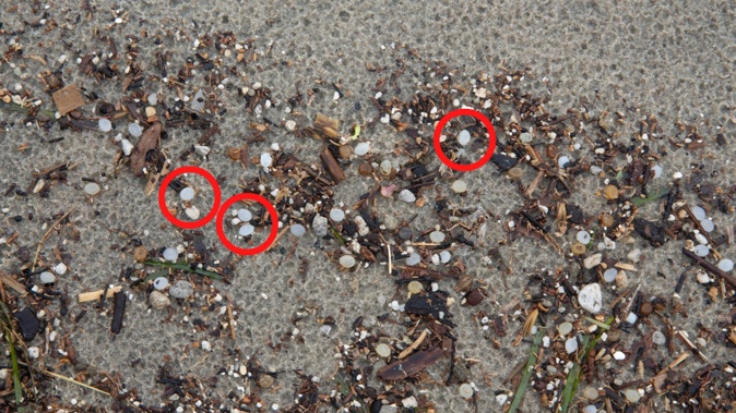 The "urgent" beach clean-up will take place tomorrow from 9.30am at Waihī Beach. Photo / Stuart Atwood