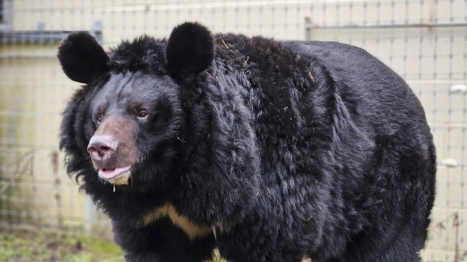 Yampil, an Asiatic black bear, was one of the few survivors in a zoo that was largely destroyed as Ukrainian troops retook an area of the Donetsk region in 2022. Photo / Five Sisters Zoo via AP