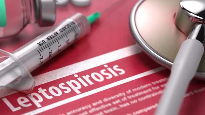 A spike in leptospirosis cases was expected after extreme events like Cyclone Gabrielle. Photo: 123RF