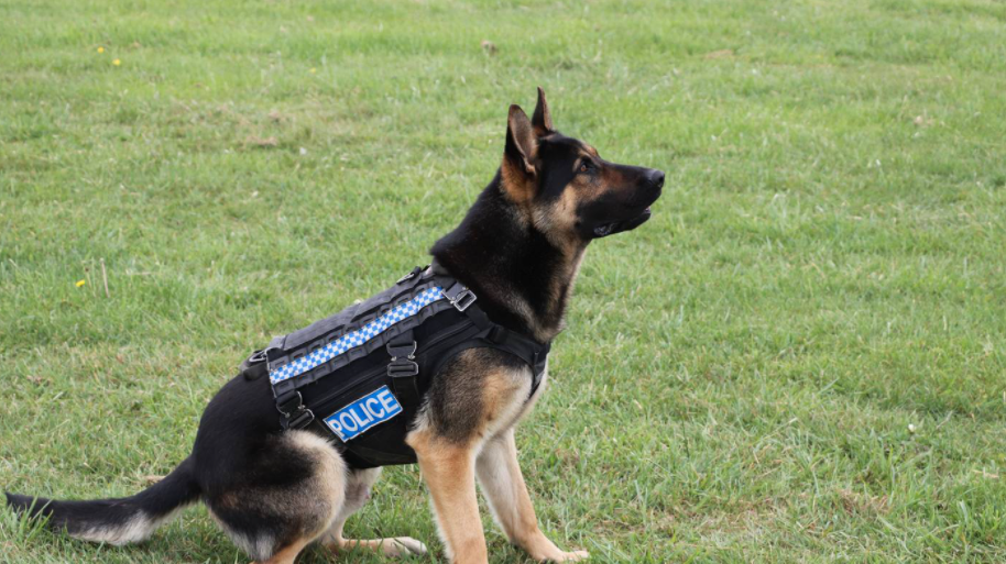 Police dog Lenix. (Photo / NZ Police)