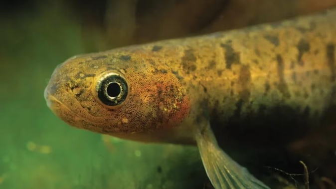 The Gollum galaxias fish is found in only the lower South Island. Photo / DoC