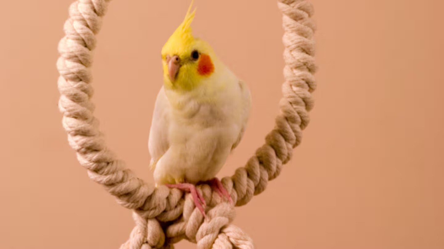 Worker exposed to asbestos, paint fumes now suffers lung disease but ACC says pet parrot is to blame