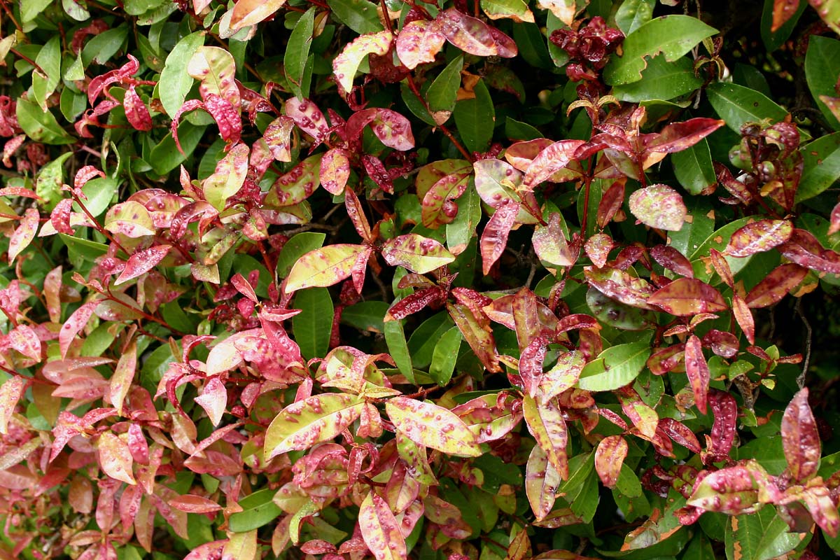 Psyllids On Syzigium. Photo / Supplied