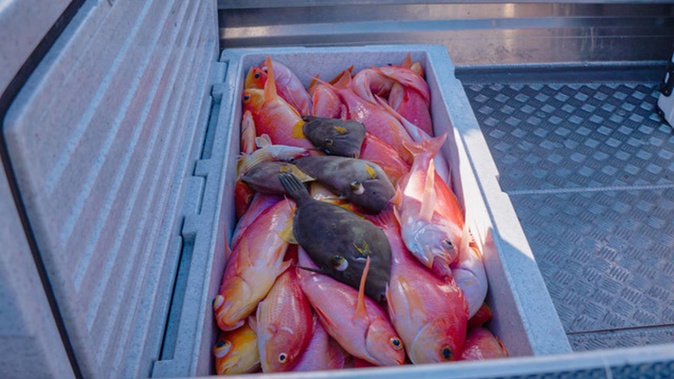 One of the bins of Pink maomao filmed in Tairua on one of several boats at the Tairua Wharf on Thursday. (Photo / Mike Bhana)