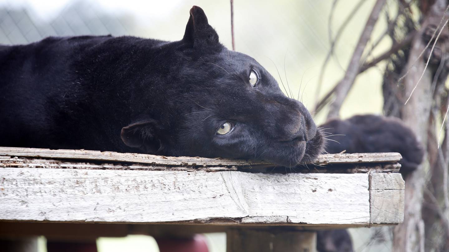 Mandla, the only black leopard in New Zealand, has been euthanised due to a rapid decline in health. Photo / Michael Cunningham
