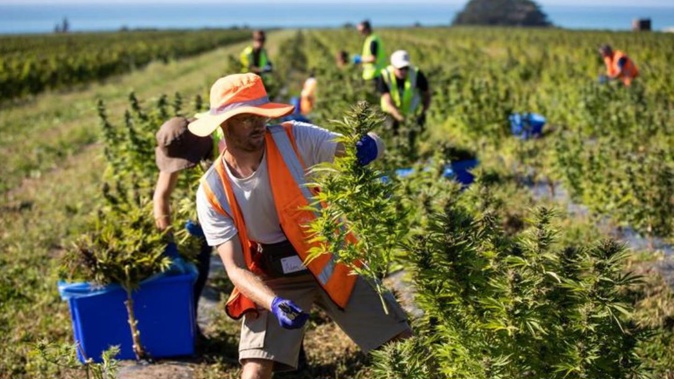 Puro, a specialist cannabis grower near Kēkerengū. (Photo / RNZ / Nate McKinnon)