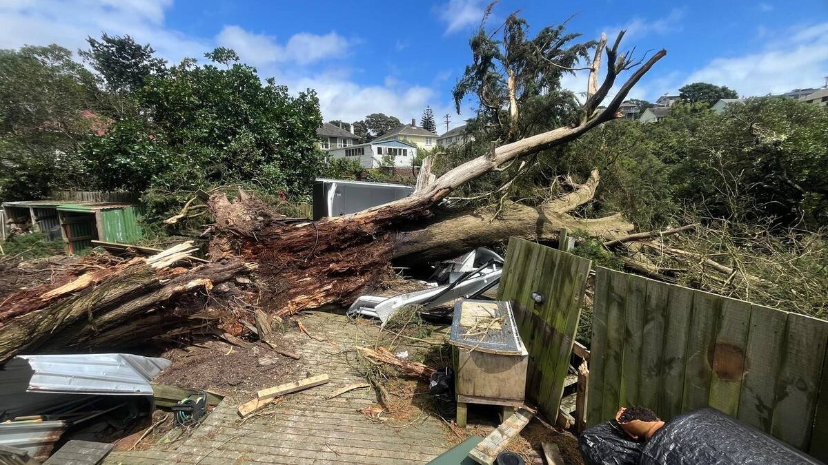 'Devastated': Trees crush Porirua property days before $600k sale goes unconditional