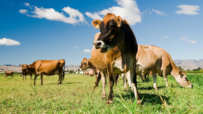 An animal activist organisation is calling for an investigation into the use of dairy cows in sexually explicit content. Photo / Getty
