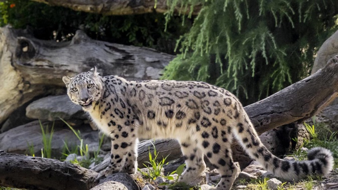 Snow Leopards Asha and Manju have arrived at Wellington Zoo. Photo / Zoos Victoria
