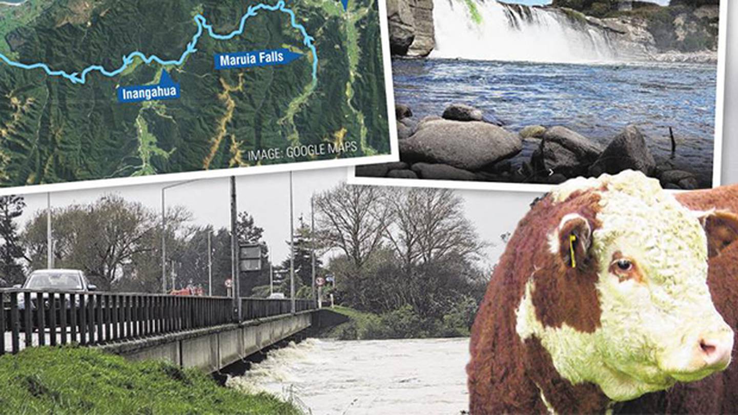 The flooded Buller River, down which a young bull was swept from a paddock above Maruia Falls (top right). (Photos / Greymouth Star/Google/Otago Images)