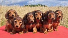 A new draft law looks to prohibit the breeding of dogs with “skeletal anomalies,” such as dachshunds. Courtesy Kerstin Schwartz