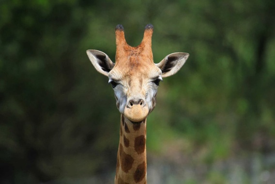 Mabuti the giraffe at Orana Wildlife Park in Christchurch in 2018. Photo / Supplied