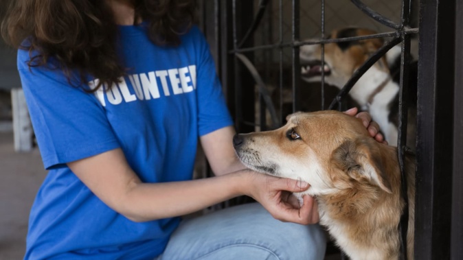 A former SPCA volunteer coordinator and kennel coordinator sacked for alleged misconduct has been awarded $29,000 in compensation and back pay. Photo / 123RF