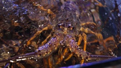 Demand for live crayfish soar at restaurants during the Lunar New Year festive season.