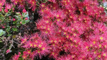 Ruud Kleinpaste: Colourful native plants to look for