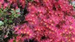 Ruud Kleinpaste: Colourful native plants to look for