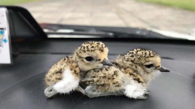 Two banded dotterel chicks rescued from harm's way by Jim Cook at Ohakea Air Force Base.