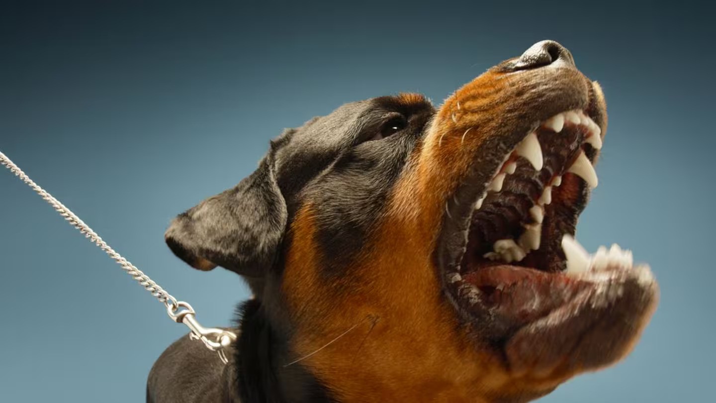 A destruction order has been made for a Taranaki rottweiler named Indy, not pictured here. Photo / Stock Image