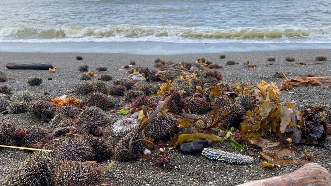 A small sample of the dead kina and other sea life washed ashore at Ahuriri on February 2. Photo / Warren Buckland