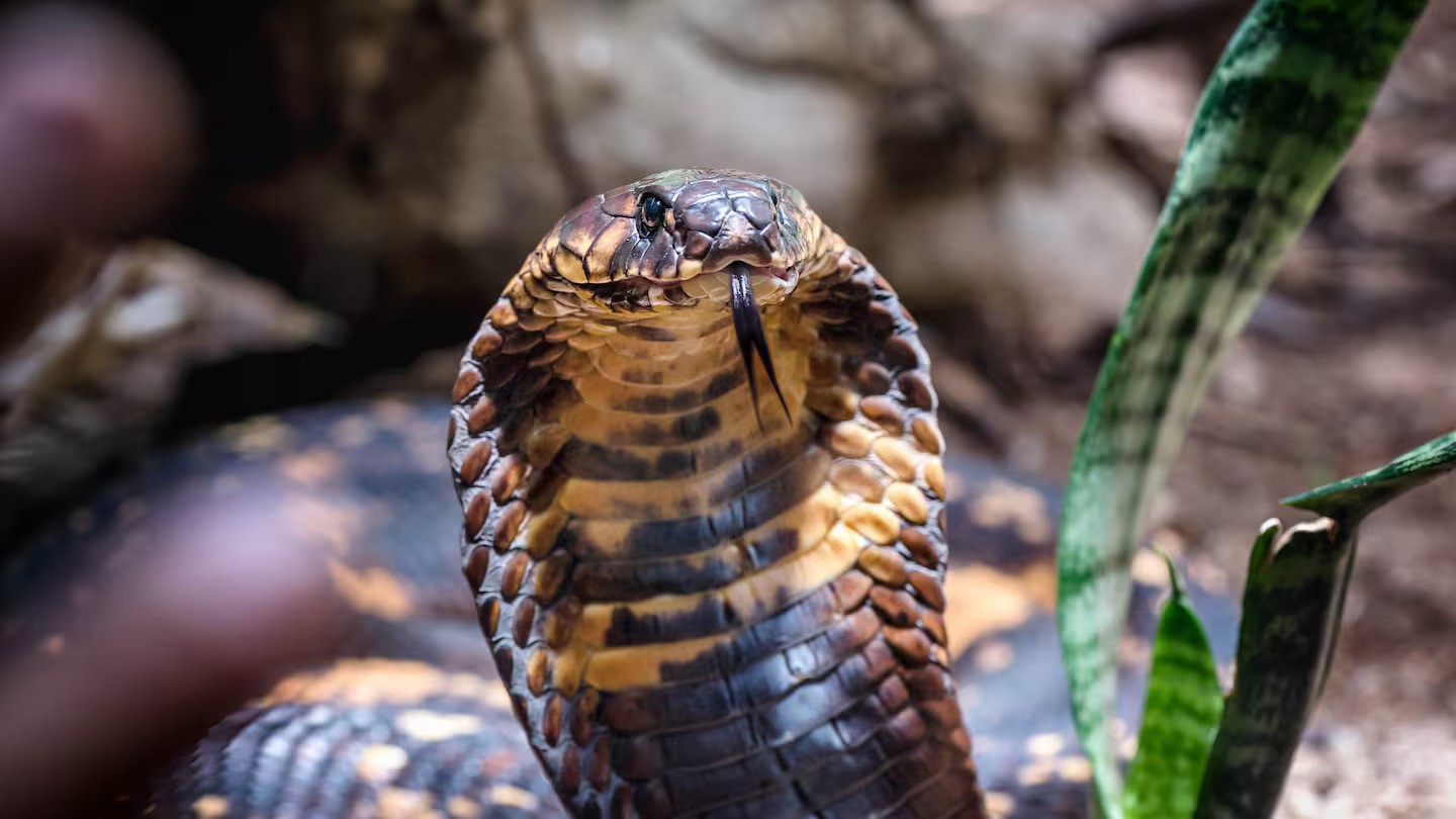 Tourist dies from snake bite during hotel snake show in Egypt