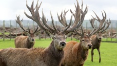 One deer at Niven Lowrie's farm in Kaiwaka had its antlers entangled in fencing and had to be euthanised. File photo / NZME