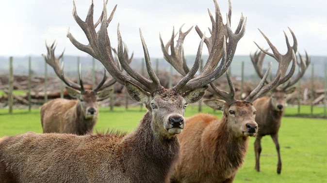 One deer at Niven Lowrie's farm in Kaiwaka had its antlers entangled in fencing and had to be euthanised. File photo / NZME