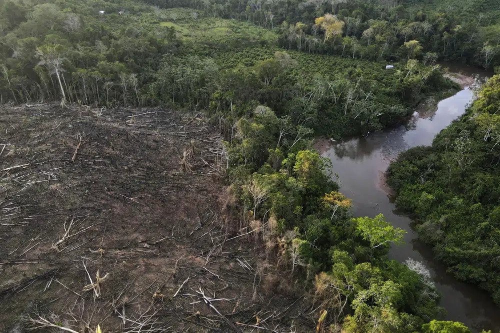Cut down trees lie near the limit of the Cordillera Azul National Park, Peru's Amazon, on Oct. 3, 2022. The 27 European Union countries have formally adopted new rules that should help the bloc reduce its contribution to global deforestation by regulating the trade in a series of goods. (AP Photo/Martin Mejia, File)