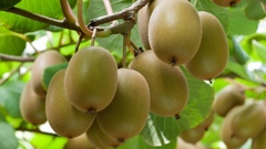 New Zealand's kiwifruit exports are on the rebound after a grim couple of years.