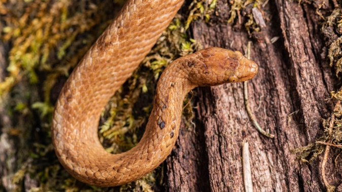 Named Tropidophis cacuangoae, this species of dwarf boa was spotted in the Ecuadorian Amazon.