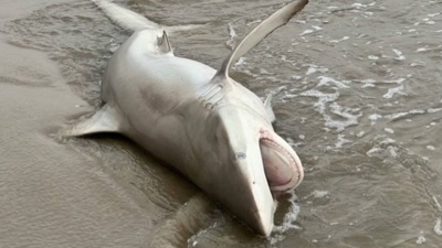 'Incredibly rare': Northland man finds two dead sharks on morning walk