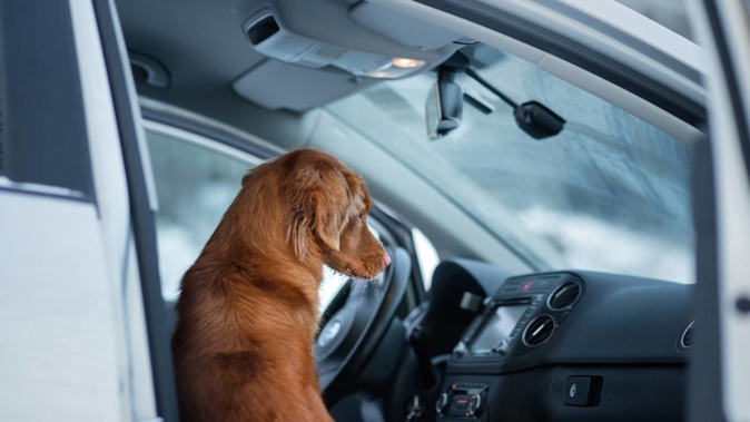 A man has been imprisoned after stealing a car from a supermarket carpark with a labrador in the back. Photo / 123rf