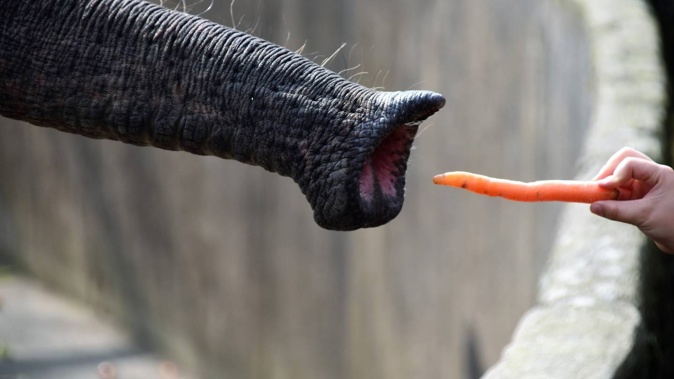 A tourist suffered injuries after posing for a photo at the Mason Elephant Park, Bali. Photo / Waldemar, Unsplash