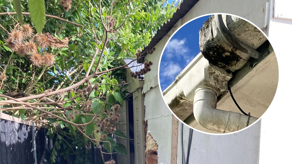 Black mould, ripped walls: Auckland boarding house inspections uncover widespread breaches