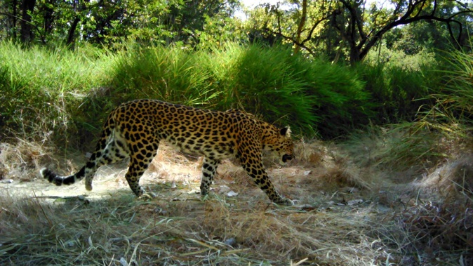 Spotted Indochinese leopards detected in Srepok Wildlife Sanctuary, the largest protected area in the Eastern Plains Landscape of Cambodia. Panthera/WildCRU/WWF Cambodia/FA