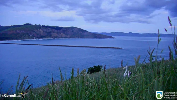 Two weeks ago local rangers noticed the eggs were missing during routine checks at Taiaroa Head/Pukekura, where the department has long managed a colony of seabirds. Photo / DOC