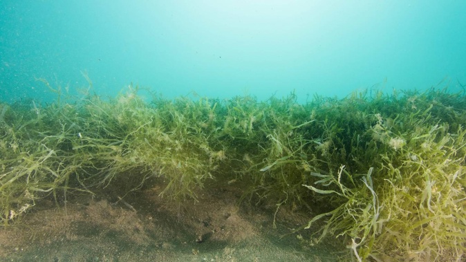 Caulerpa in Omākiwi Cove, Bay of Islands. Photo / Supplied