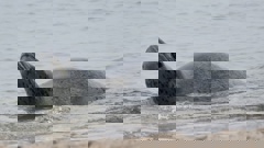 The leopard seal at Oriental Bay. Photo / Mark Mitchell.
