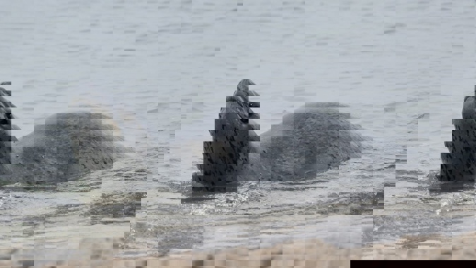 The leopard seal at Oriental Bay. Photo / Mark Mitchell.