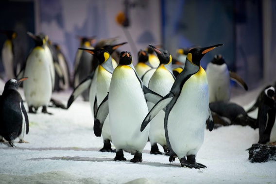 One family has made a 'vicious' attack on an aquarium employee. Photo / Dean Purcell.