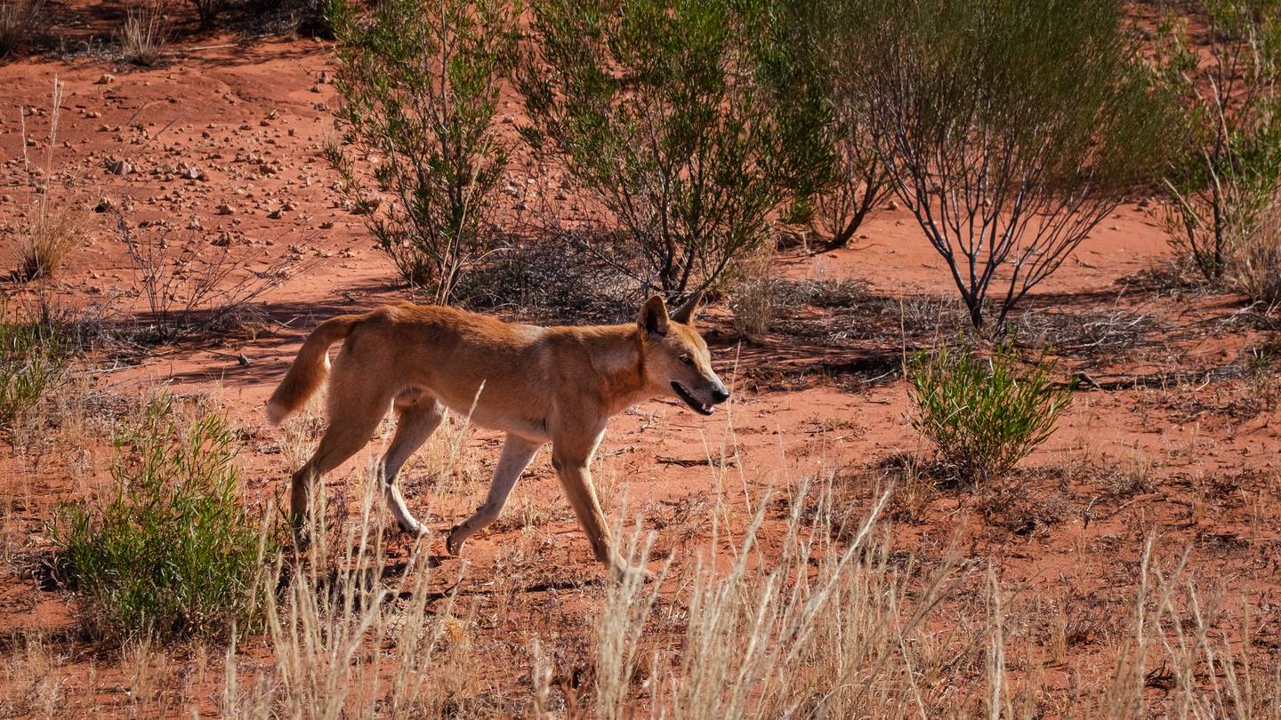 A young boy has been bitten multiple times by a dingo at a campsite on K’gari. Photo / 123rf