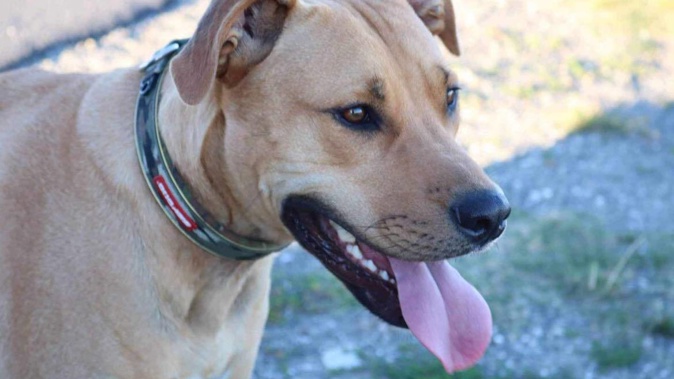 An investigation has been launched after a beloved family dog was mistakenly put down by an animal control officer.