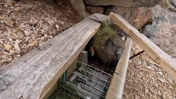 A member of the public found a live kea caught in a DoC trap in Fiordland National Park in March.