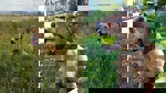 Sarge's owners said they were “beyond devastated” by his wrongful death.