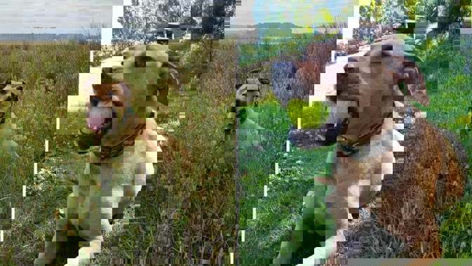 Sarge's owners said they were “beyond devastated” by his wrongful death.