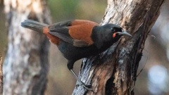 It’s been 10 years since the tīeke, or North Island saddleback, was returned to the Bay of Islands. Credit / Darren Markin