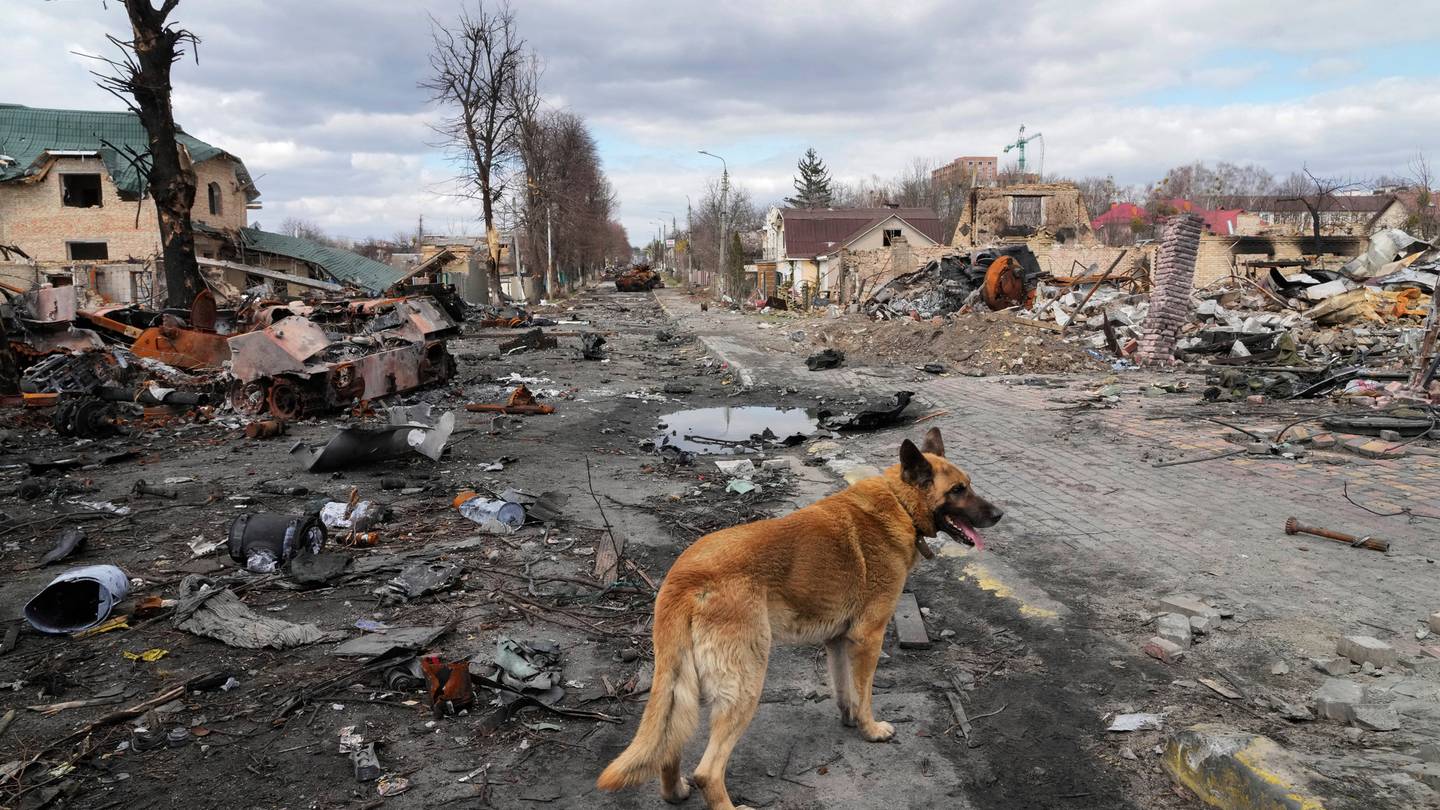 A dog wanders around destroyed houses and Russian military vehicles in Bucha. (Photo / AP)