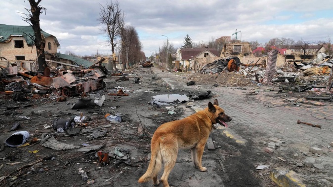 A dog wanders around destroyed houses and Russian military vehicles in Bucha. (Photo / AP)