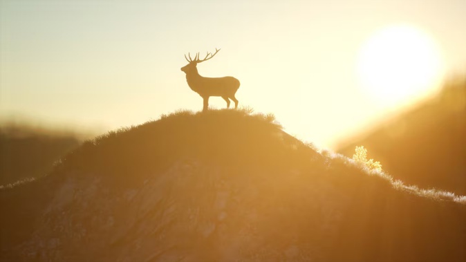 A Nelson teen was the second person sentenced for the brutal killing of a stag last year after it was run down by a vehicle and then had its throat slit. Photo / 123RF