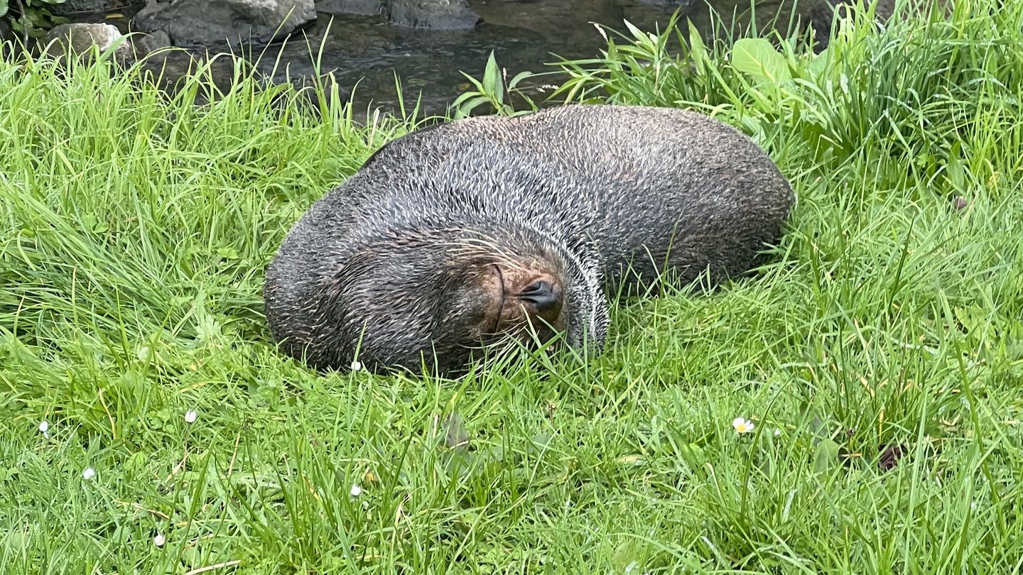 A sealion has been spotted lounging in Remuera in Auckland close to Hobson Bay.